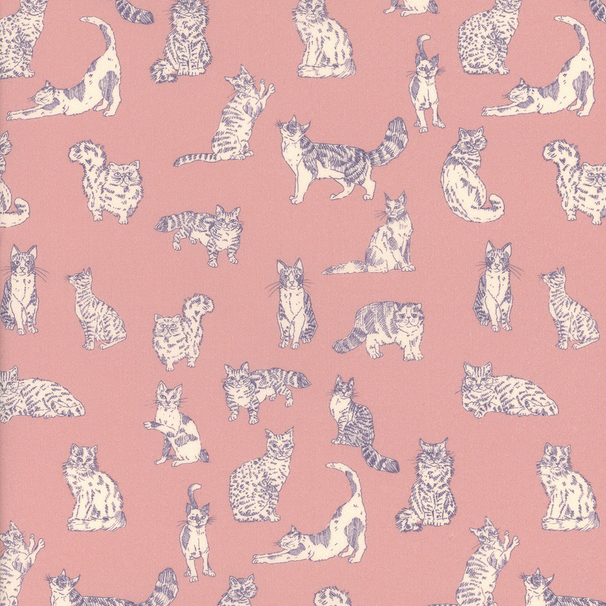 Meow A